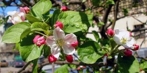 Kako orezati stablo jabuke u proljeće